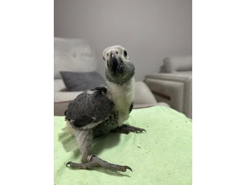 Bebek jako papağanı