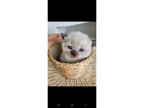 British shorthair 5 tane yavru
