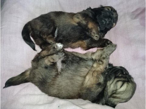 Sütten yeni kesilmiş yavru çin pekinezi dişi