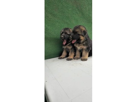 Showline alman çoban köpekler kızıl ve solid black mevcut