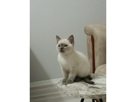2 aylık british shorthair erkek bebekler