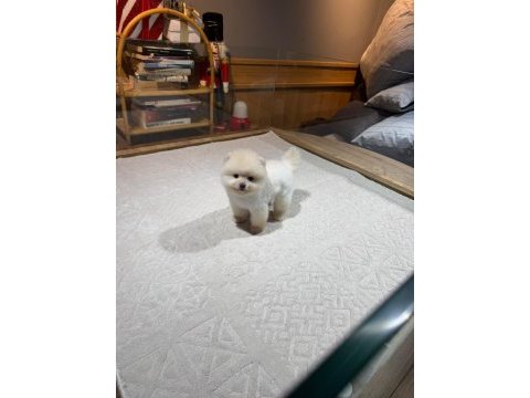 Sağlık ve ırk garantili pomeranian yavrular
