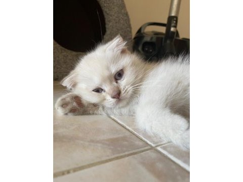 2 aylık scottish fold bebekler