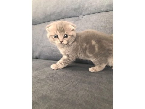 2 dişi 1 erkek scottish fold
