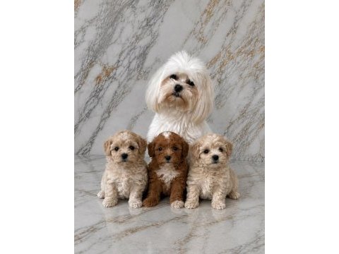 Kuşadasının en güzel maltipoo yavruları