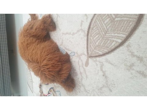 Poodle oğlumuza sıcak bir yuva arıyoruz