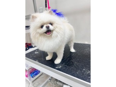 2 yaşında erkek teddy pomeranian