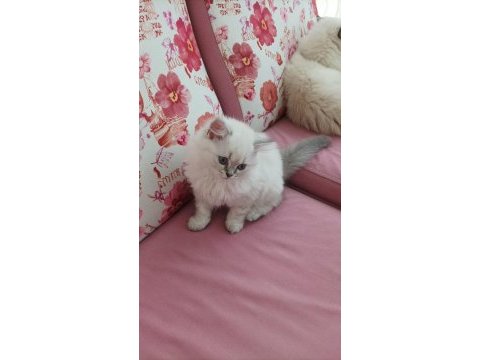 British longhair 2 aylık