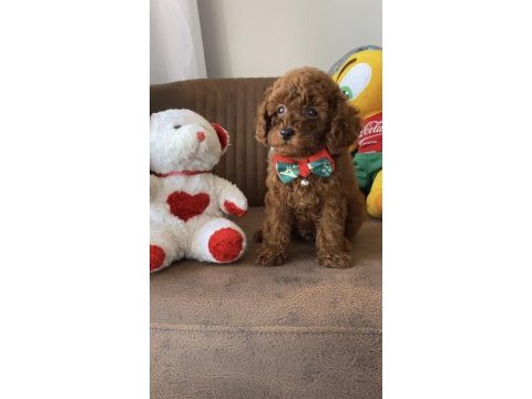 Kore anne babadan lekesiz en koyu renk poodle yavru