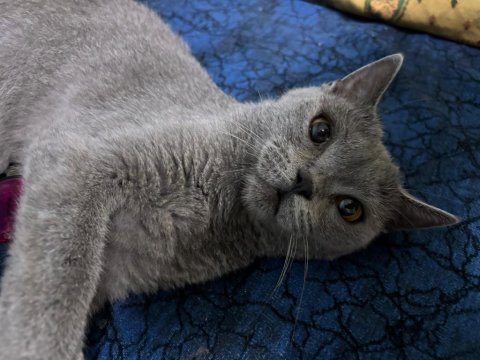 Birits shorthair 4 aylık