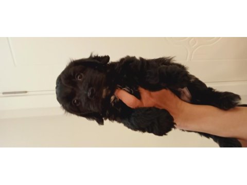 55 günlük siyah maltipoo yavrusu kıvırcık tüylü