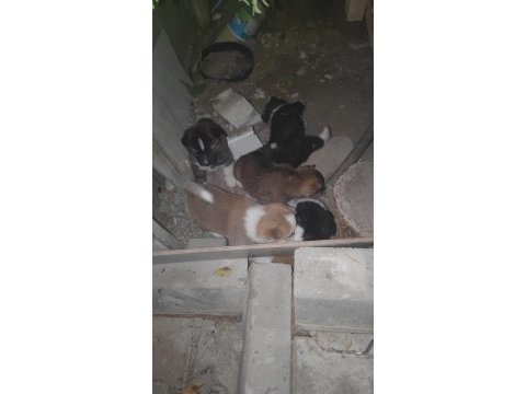 Akita yavruları sahnede