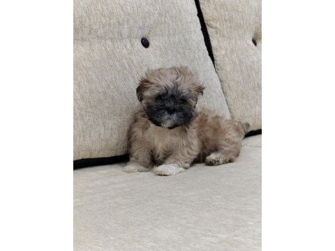 Safkan sıfır numara erkek shih tzu