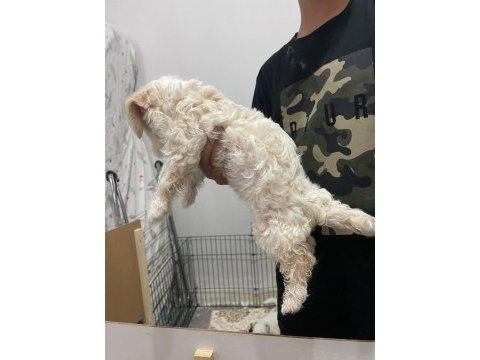 Dişi erkek üst kalite maltese bebekler
