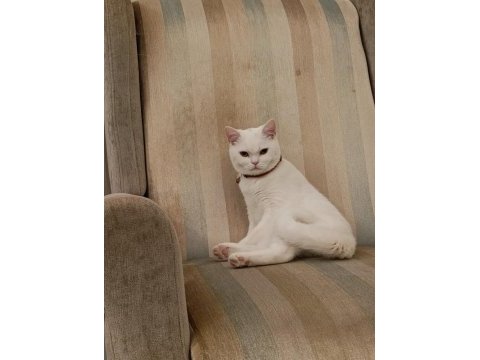 Çok uysal 5 aylık erkek british shorthair