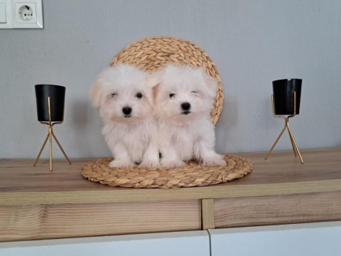 Mükemmel kalitede kore maltese yavrularımız