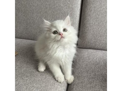 Kar beyazı british longhair yavrum