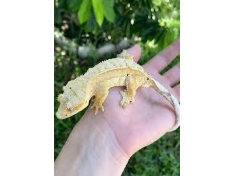 Crested gecko