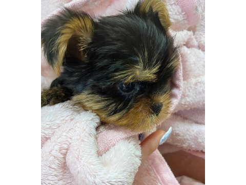 Teacup safkan yorkshire terrier yavruları