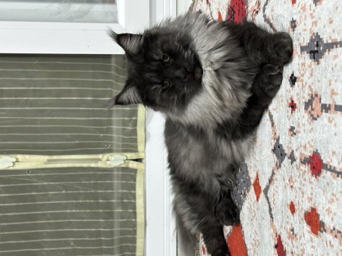 Full şecereli black smoke dişi maine coon kedimiz