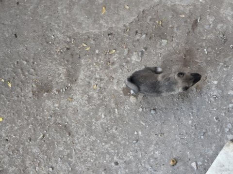 Soylu safkan erkek kangal yavrusu