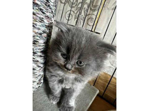 Oyuncu sağlıklı tuvalet eğitimi olan scottish fold yavrular