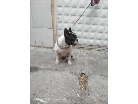 2 yaşında doğum tecrübeli dişi french bulldog