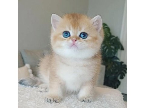 Bebeksi golden british shorthair