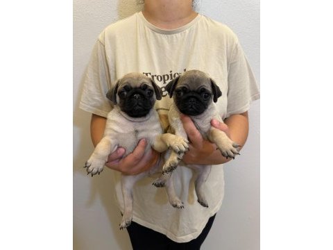 Sıfır burun gül kuyruk pug mops