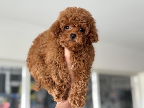 Petmode köpek çiftliğinde ziyarete açık tea cup poodle