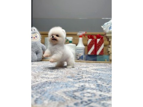 En güzel pomeranian boo yavrularımız