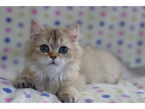British longhair erkek kediler