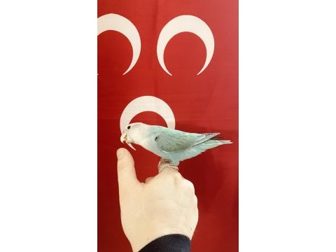 Yarı evcil papağanlar