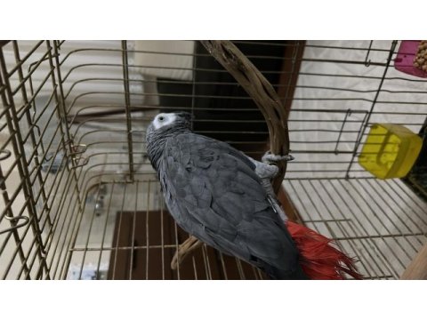 Erkek jako papağanı