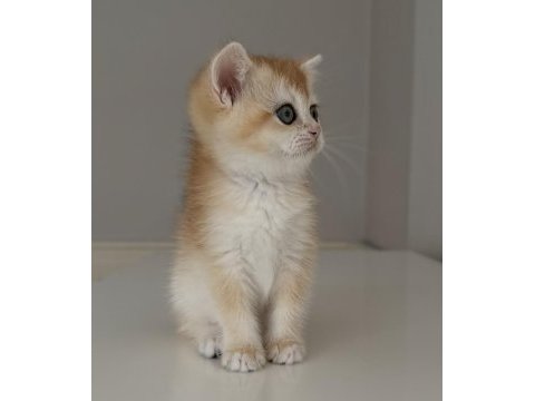 Full şecereli british shorthair ny12 dişi yavru