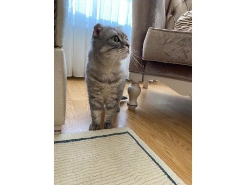 Scottish fold kedim