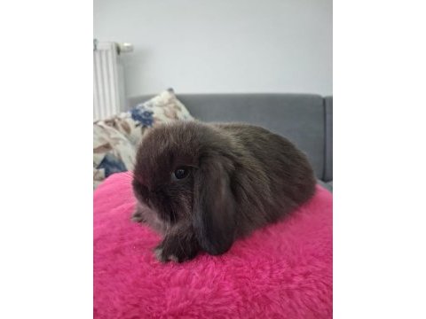 Mini lop tavşanı ithal orjinal