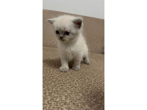 British shorthair bebekler