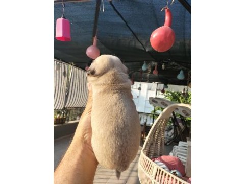 Pug yavruları