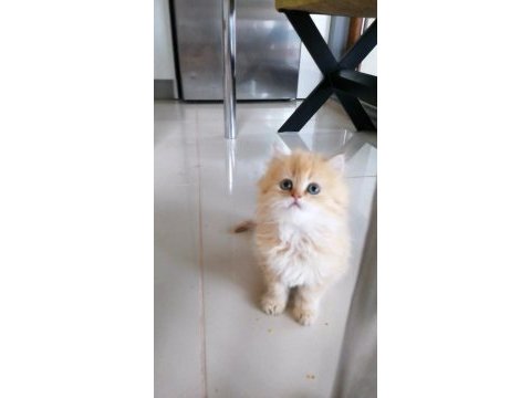 Golden british longhair bebekler