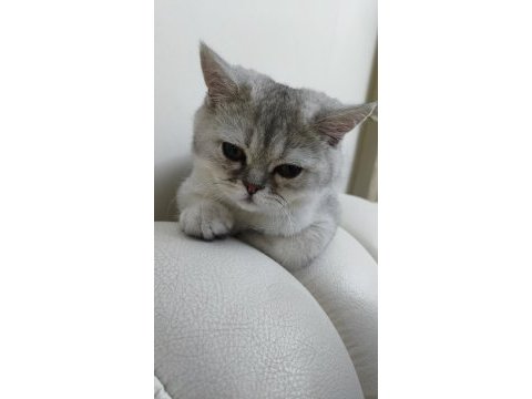 Özel bir ırk british shorthair silver shaded ns 11