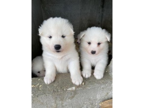 Orjinal samoyed
