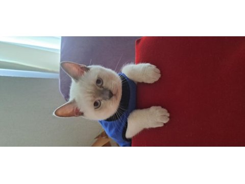 8 aylık british shorthair kedisi