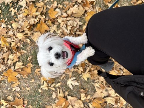 Leo ve lessie maltese