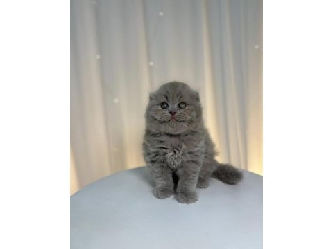 Scottish fold yavrularımız