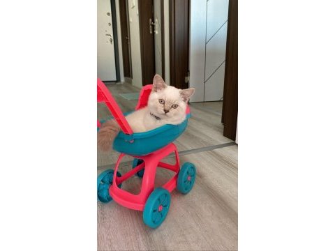 Blue point erkek british shorthair
