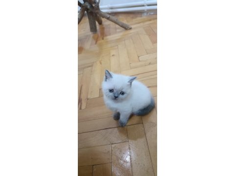 Scottish blue point ve british kardeşler
