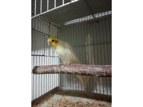 Tecrübeli yaşında erkek sultan papağanı