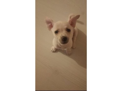 Chihuahua yavru köpeğimiz