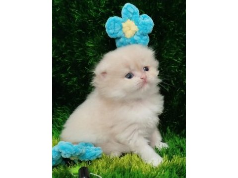 Scottish fold longhair